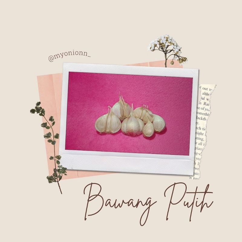 

Bawang Putih Kating Murah Dan Berkualitas