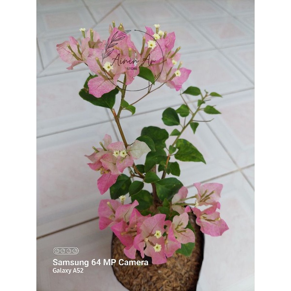 Tanaman hias bunga Bougenville Bengawan Solo bibit ori  // TANAMAN HIDUP BOUGENVILLE // BUGENFIL TUM