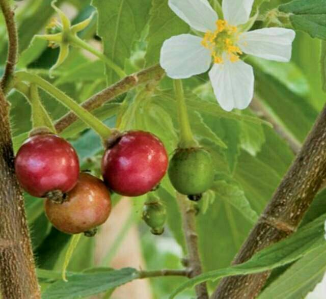 Daun Kersen. Daun Ceri. Daun Talok Segar 1000gram