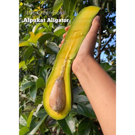 Bibit Alpukat Aligator Super / Tanaman alpukat aligator