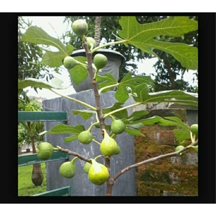 Bibit Buah Tin Kuning