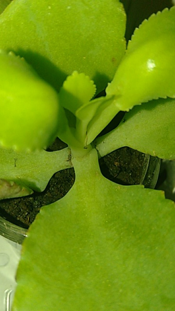 Gelas Sloki Bulat Bisa Cod Pot Terarium Lilin Aroma Terapi Puding Promo Termurah