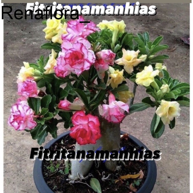 ADENIUM BUNGA TUMPUK 3 kembang berbeda ({BISA COD})