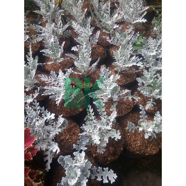 Silver dust daun kecil - TANAMAN SILVER DUST PRODUK PUTRI SALJU Daun Runcing bunga kembang hias murah