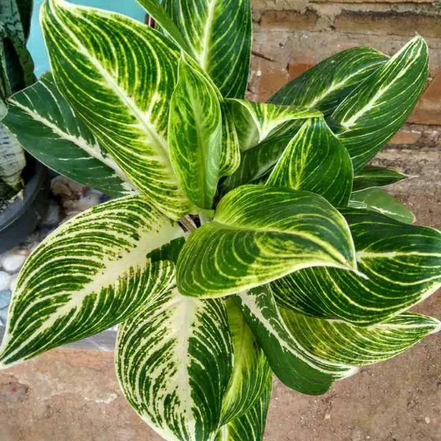 Aglonema / aglonema given