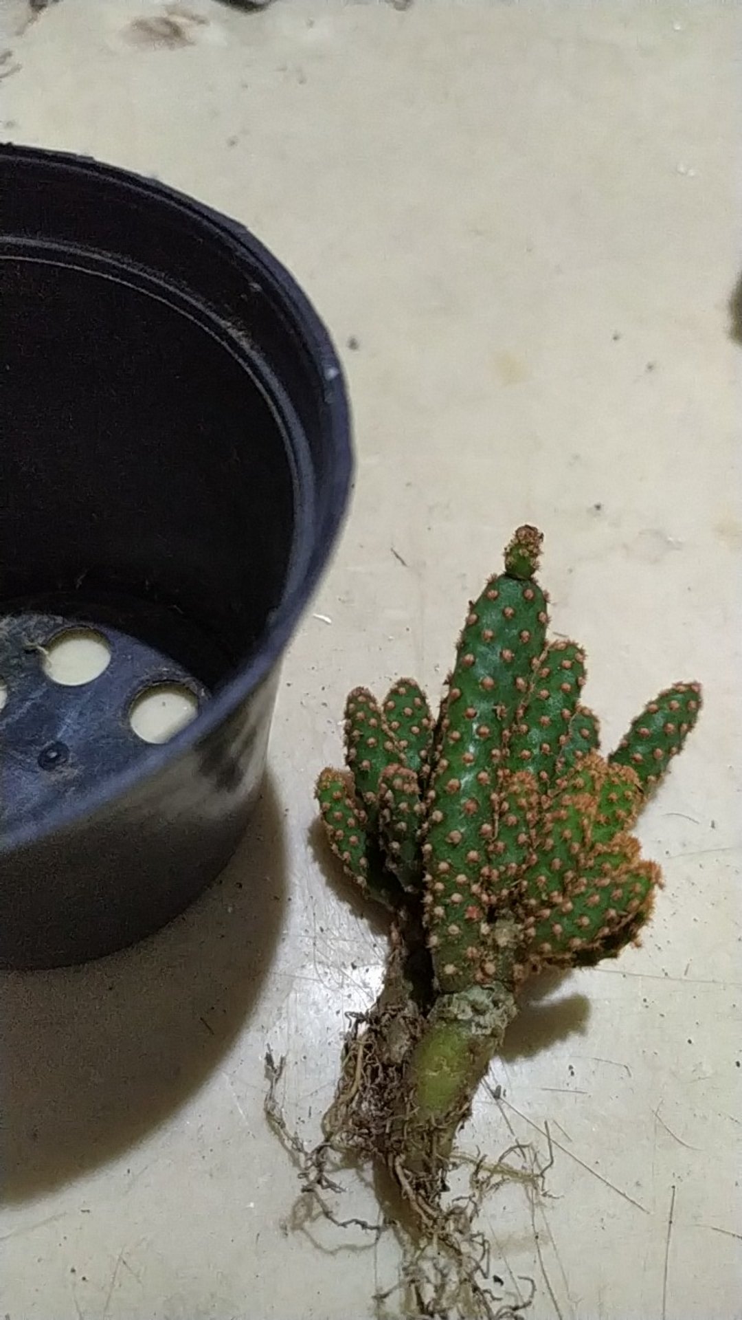 Sukulen Dan Kaktus Mini (opuntia Rufida Var. Monstruosa)