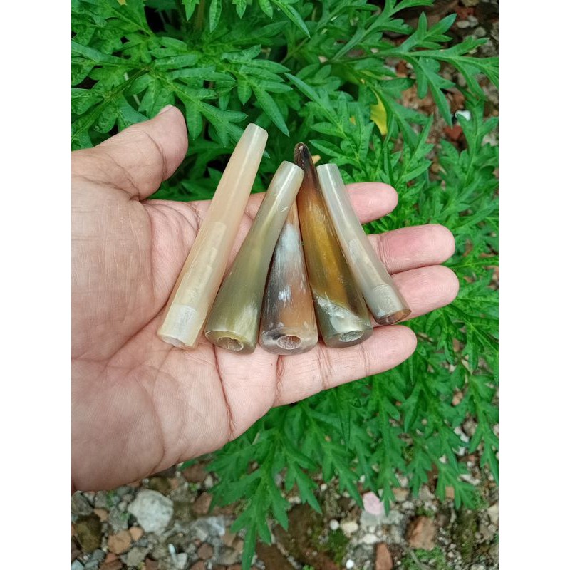 PIPA ONCE TANDUK SAPI IMUT