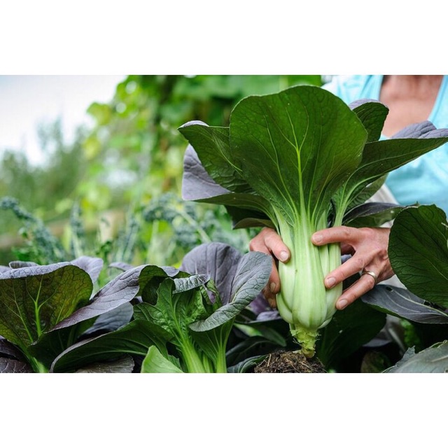 Benih sawi hidroponik