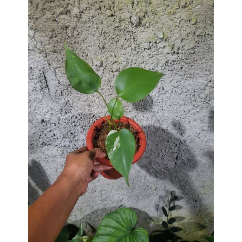 MONSTERA VARIEGATA / MONVAR / MONSTERA VARIGATA