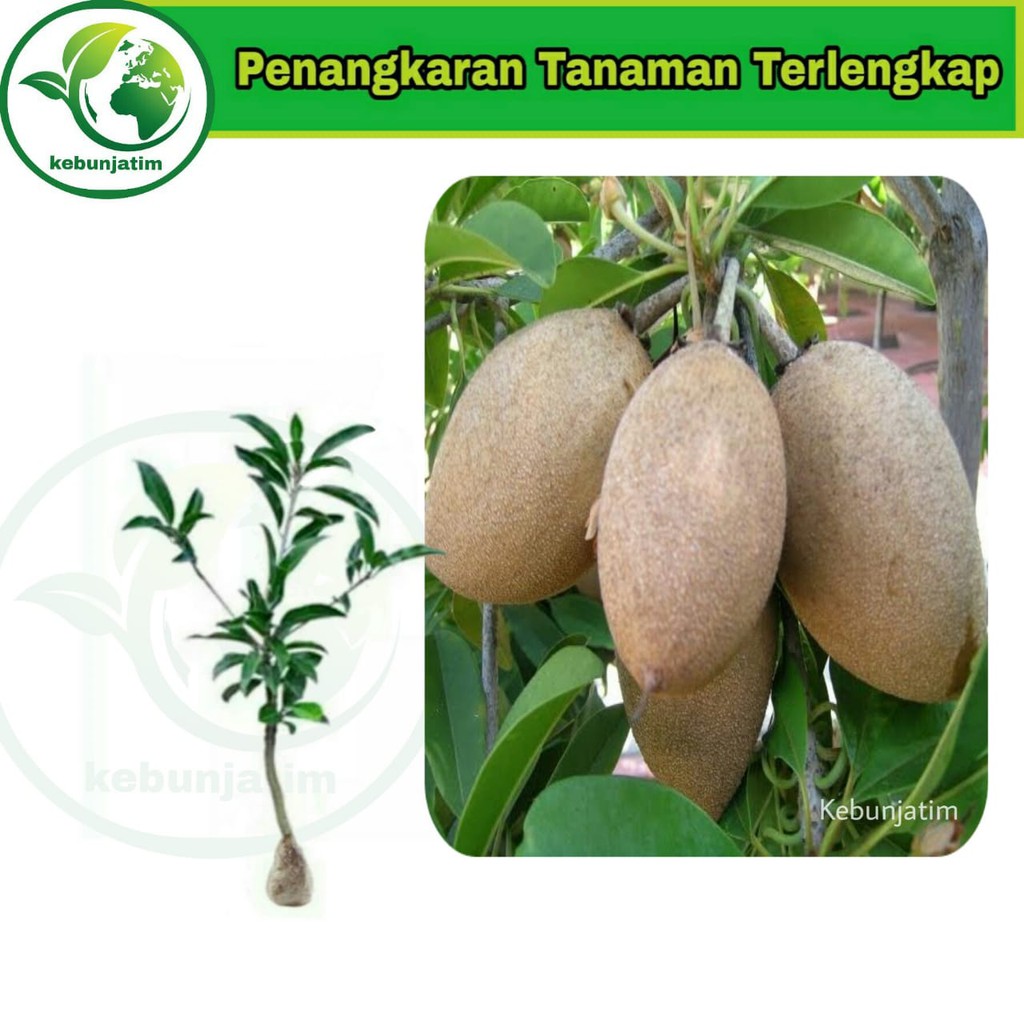 Tanaman buah sawo alano