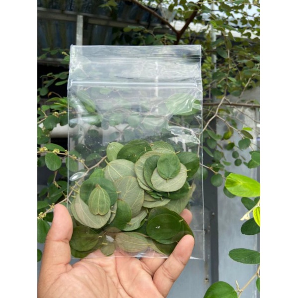 

Daun Bidara Arab Segar 50 gram