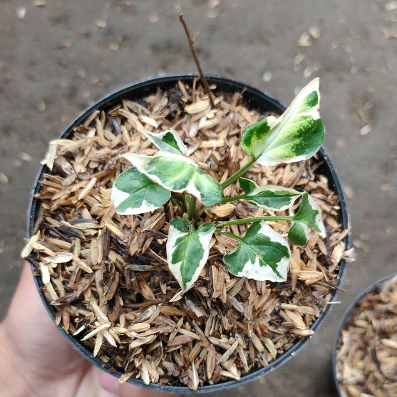 tanaman hias singonium t25 mini