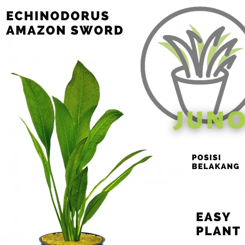 Echinodorus Amazon Sword - Tanaman Aquarium -Tanaman Aquascape Tanpa Co2