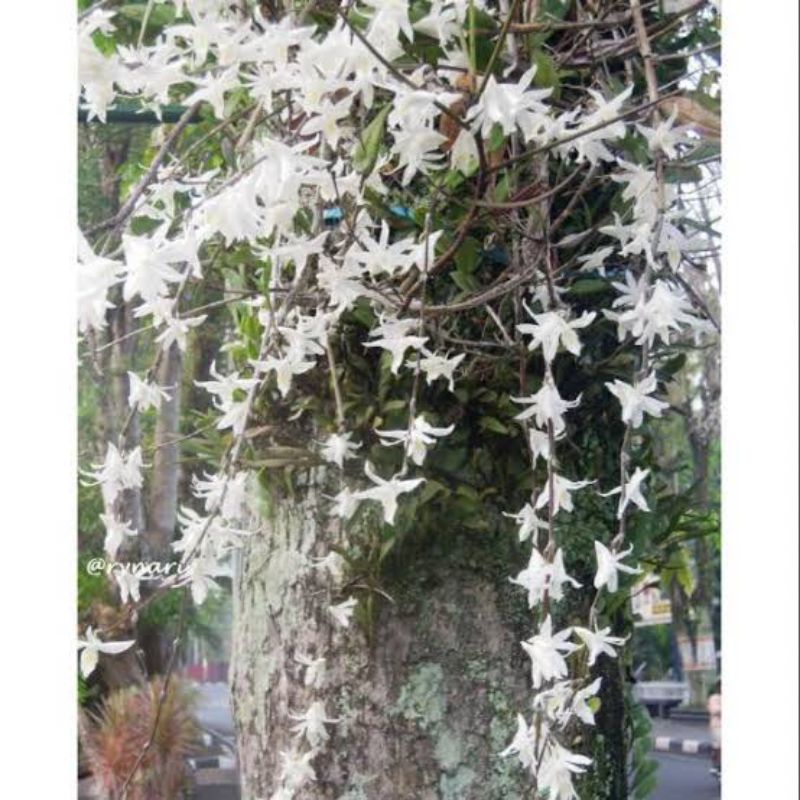 anggrek merpati dewasa siap berbunga (Dendrobium crumenatum) per rumpun