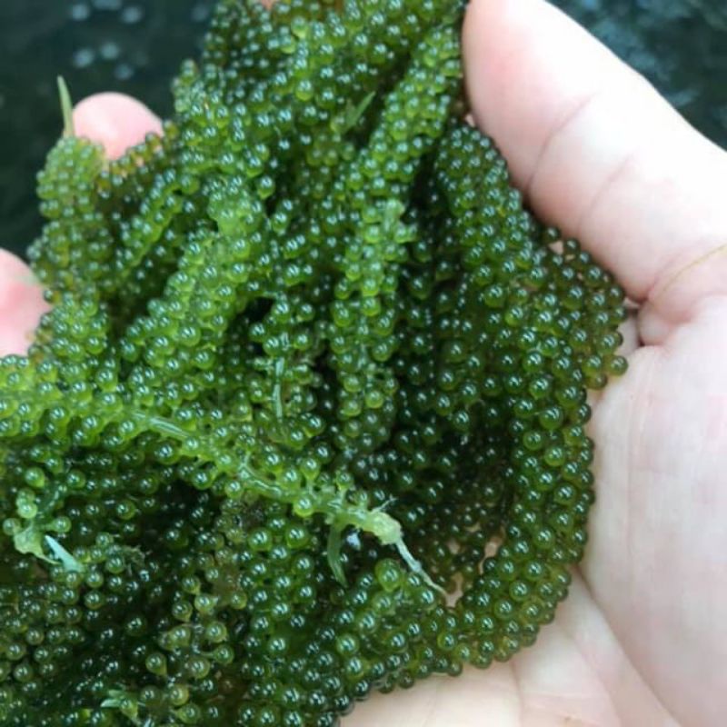 

GROSIR - latoh / sea grapes / anggur laut / green caviar