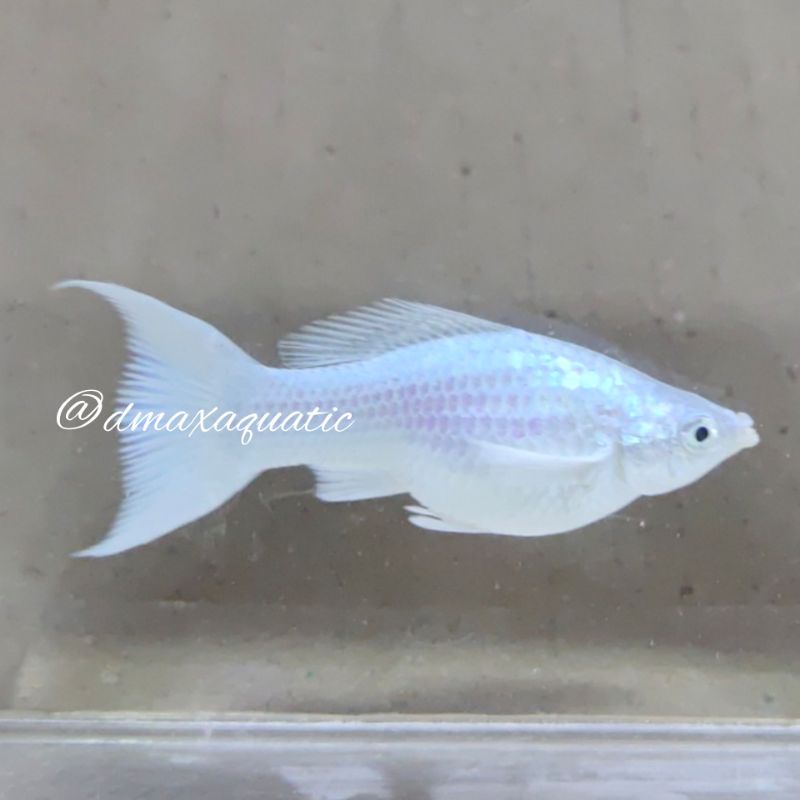 Platinum King Molly Lyretail Black Eyes Satuan Hiasan Aquascape bukan Platy/Xiphophorus/Bloodred/Gup