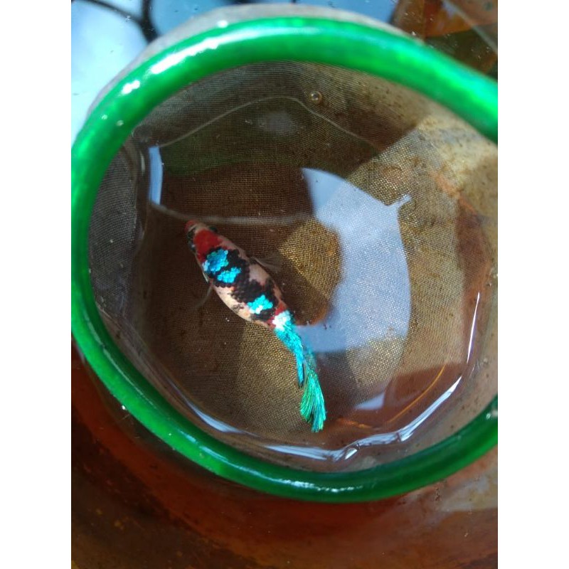 IKAN CUPANG BLACK KOI