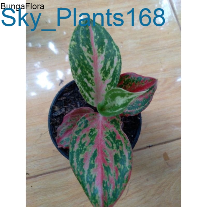 Anakan Aglonema Widuri