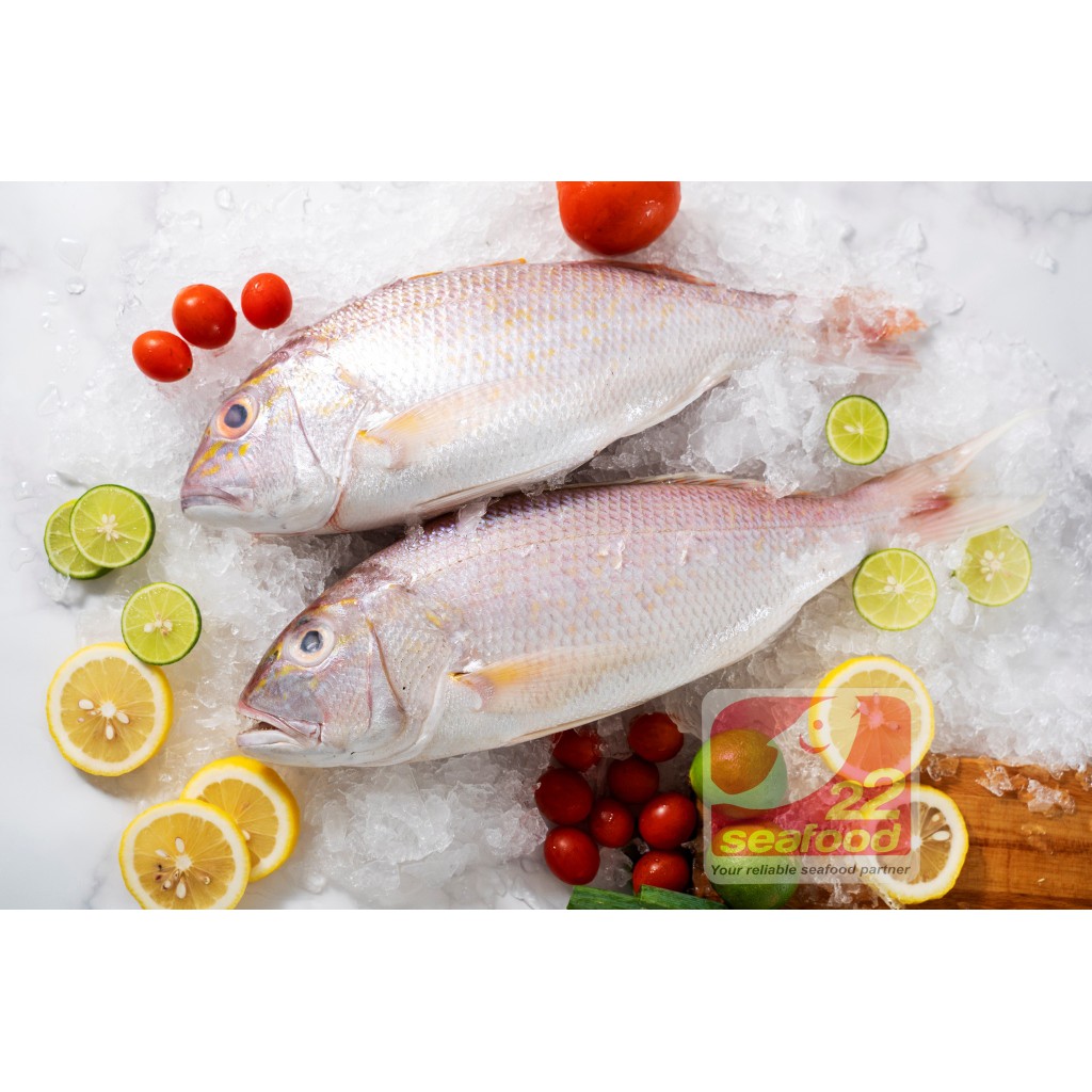 

Ikan Kurisi Kecil 1 kg / Ikan Angkoli / Export quality / Ikan Utuh Beku Kapal / Seafood 22