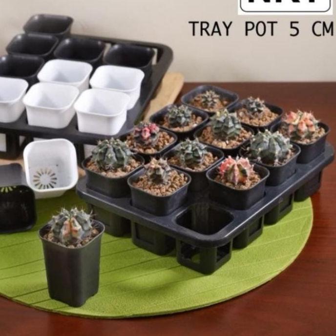 ☆ Tray Pot kotak 5cm Termasuk pot | Pot kotak 5 cm pot hitam ➢