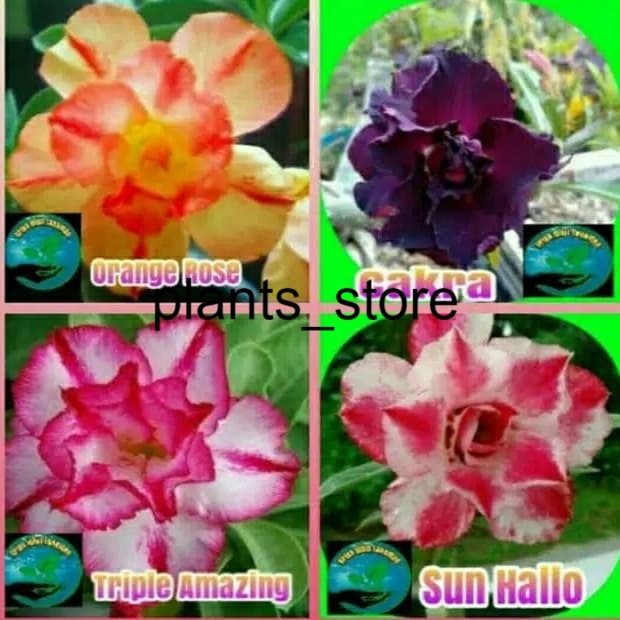 

Paket 4 bibit bunga kamboja adenium, kamboja Jepang, adenium plants_store