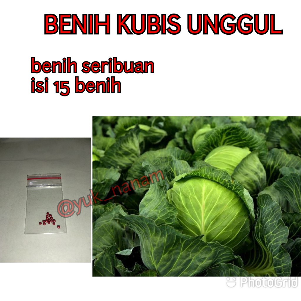 BENIH KUBIS / KOL HIBRIDA SUMMER AUTUMN