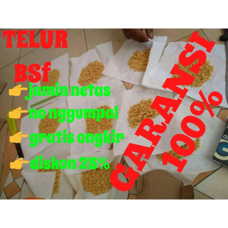 TELUR LALAT MAGGOT BSF