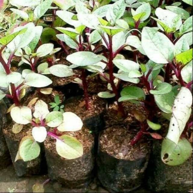 Pohon Binahong Pohon Gendola Binahong Merah