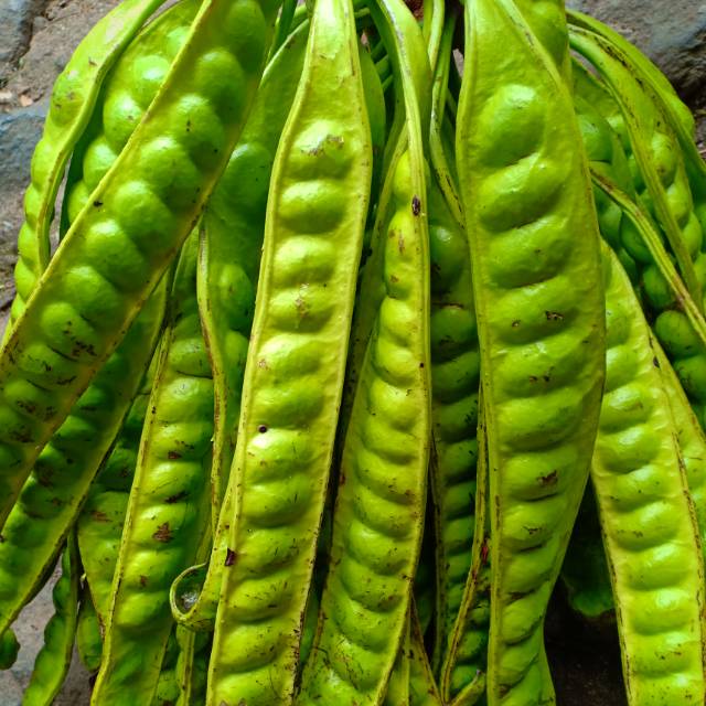 

Petai 5 papan 10ribu