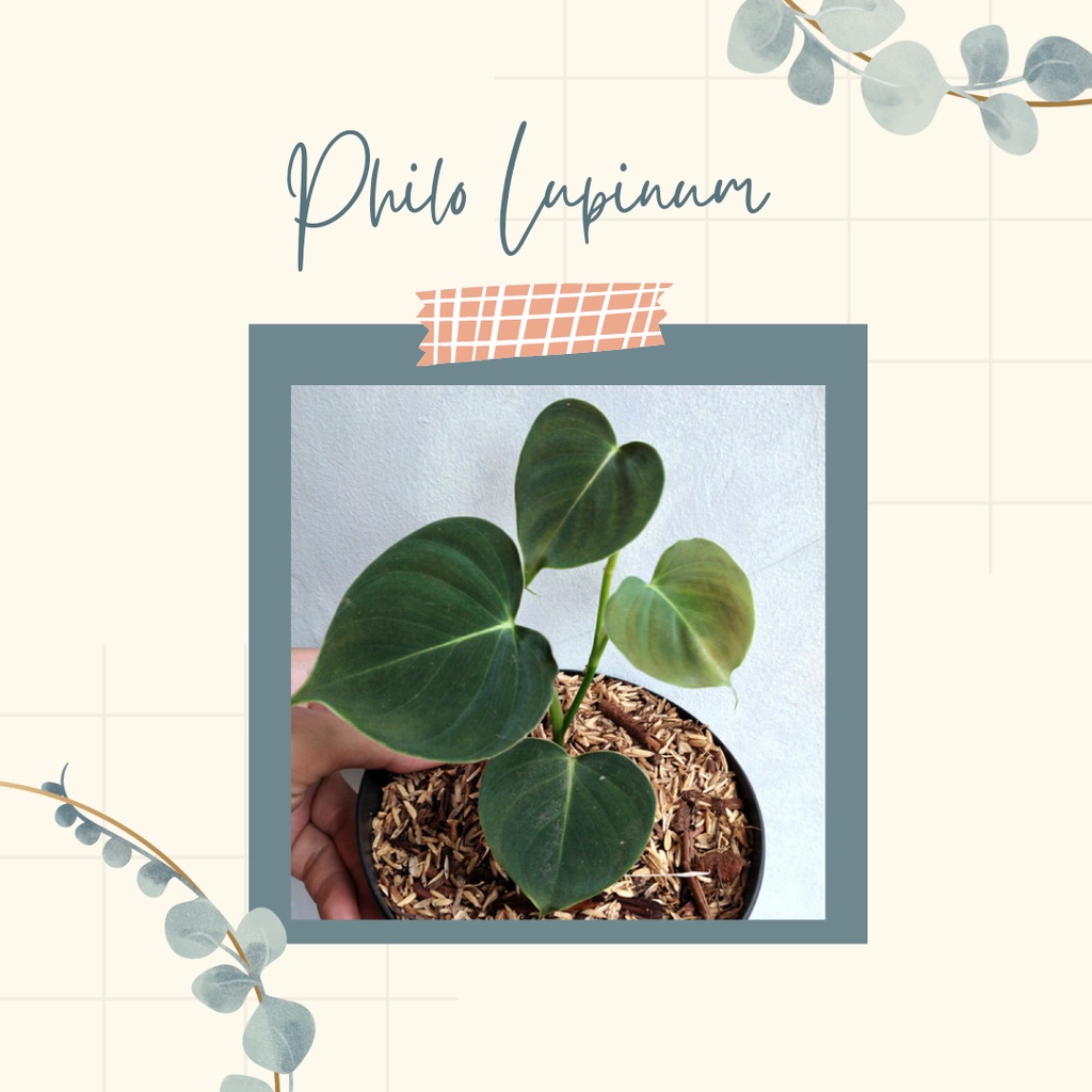 Tanaman Hias Philo Lupinum Tanaman Bunga Philodendron Lupinum