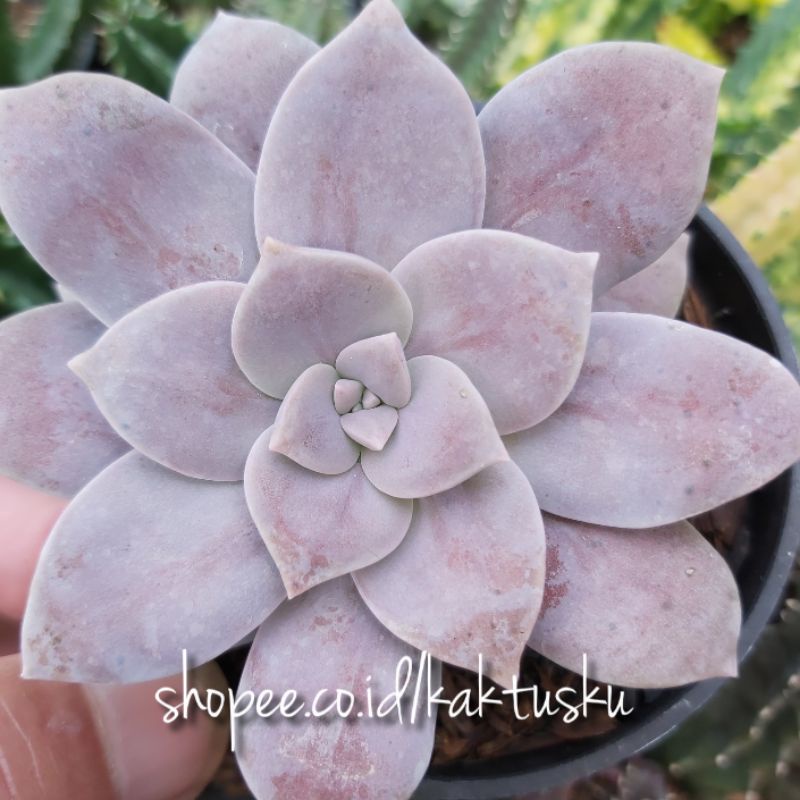 KAKTUS SUKULEN_Echeveria Superbun
