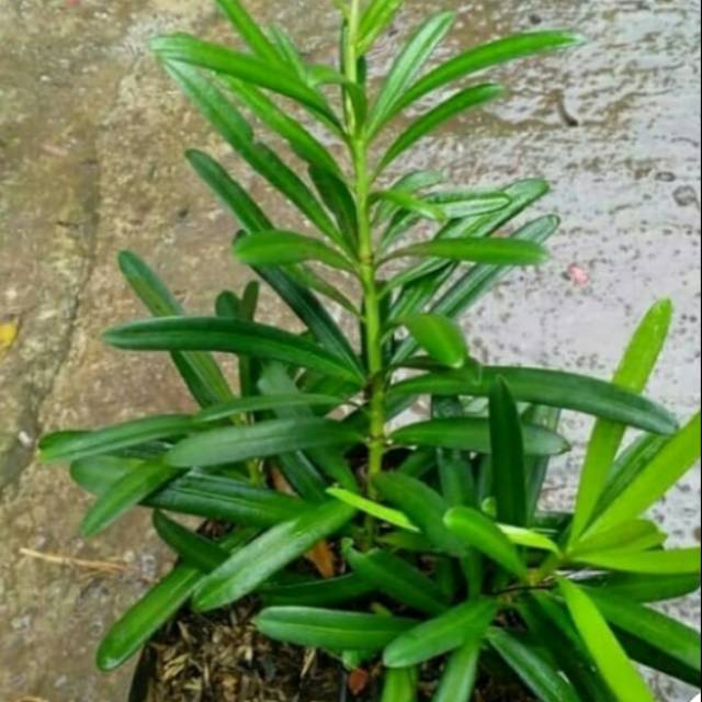 Tanaman hias lohHansung Taiwan