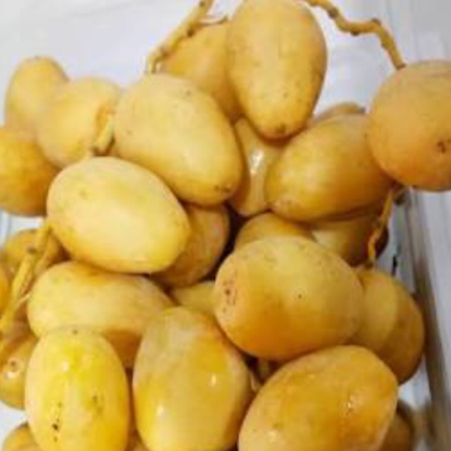

Kurma muda