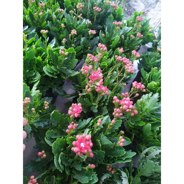 cocor bebek paket 3 warna