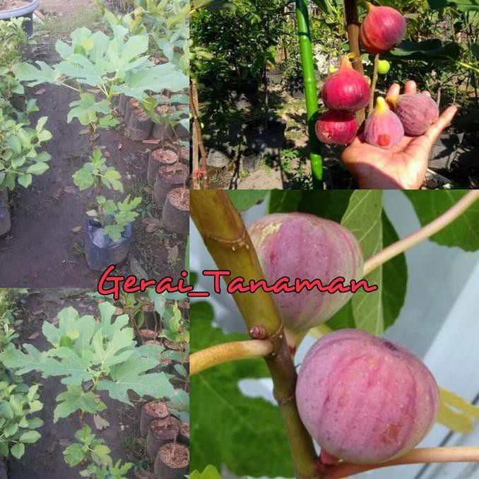 bibit buah Bibit Buah Tin Merah