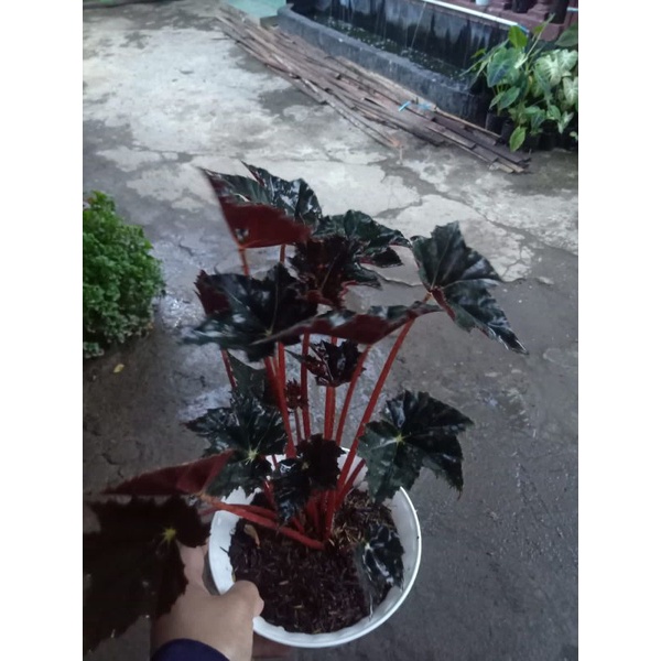 begonia black velvet