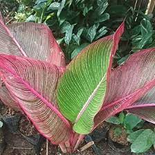 Tanaman hias pisang bugis