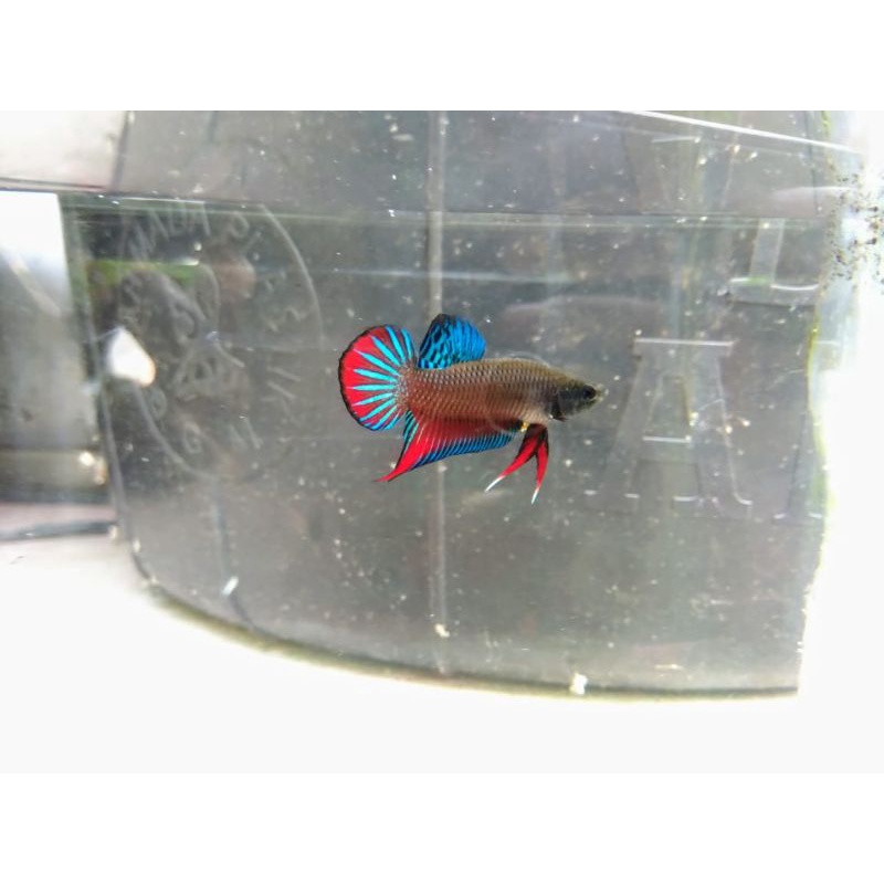 wild betta cupang alam splendens (original alam)