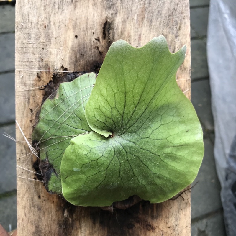 platycerium wandae papua