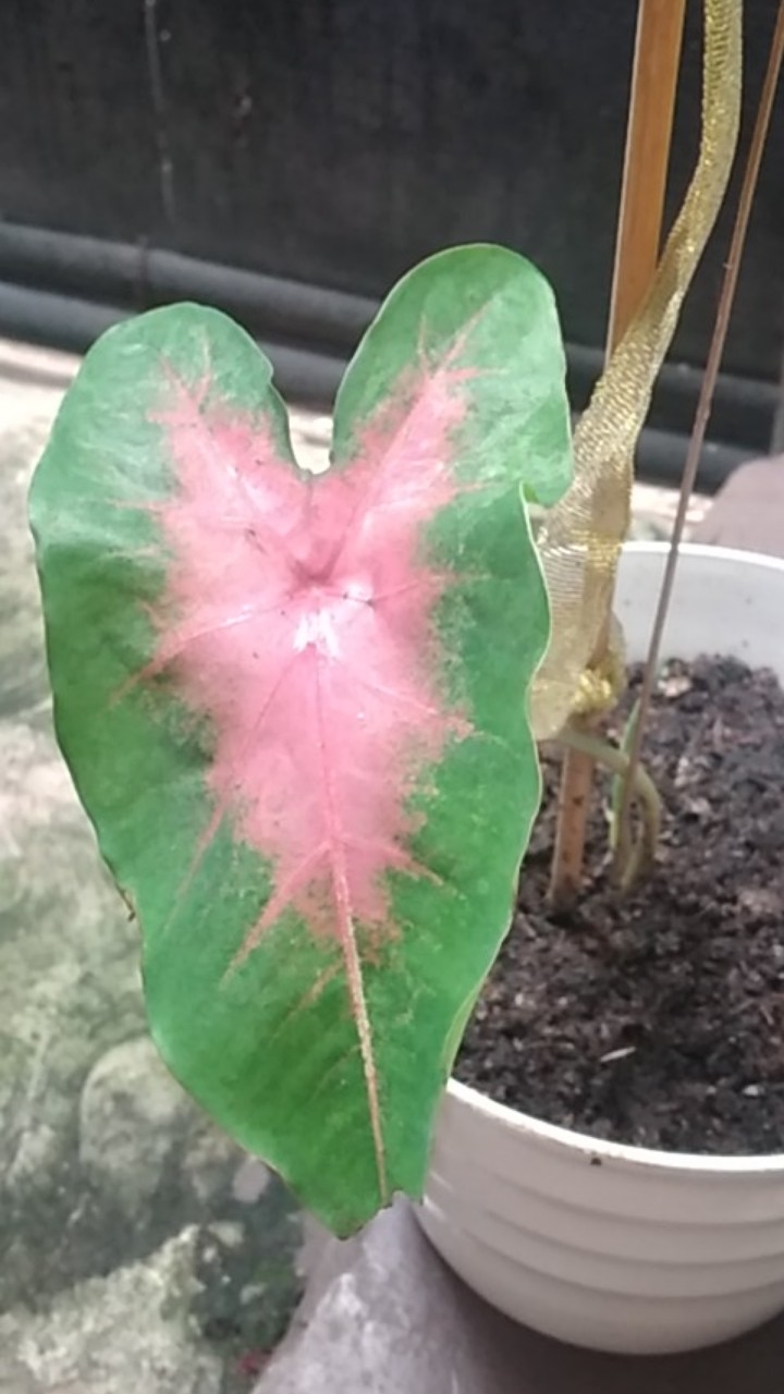 Tanaman Hias Pink Love Tanamn Hias Cantik