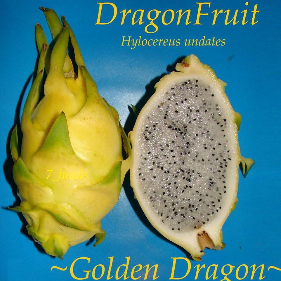 Okulasi Tanaman Tanaman Golden Dragon Fruit - Bibit Buah Naga Kuning Tanpa Duri *_$