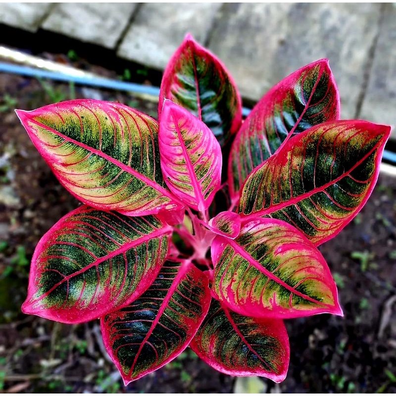 Aglonema Red Lipstik Siam Aurora Mutasi Merah | Bunga Hias Aglonema Red Lipstik Siam Aurora Murah