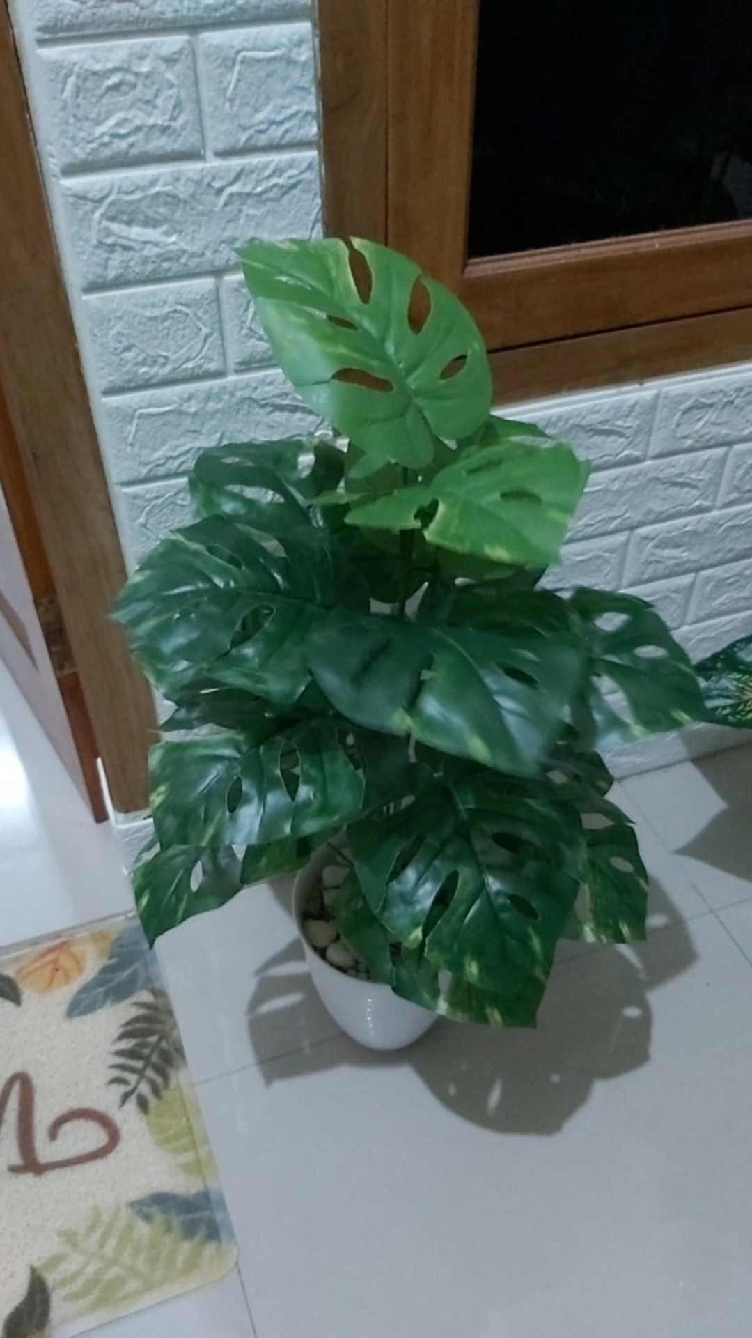 Monstera jumbo  pot  tawon  panjang SUDAH TERMASUK POT  