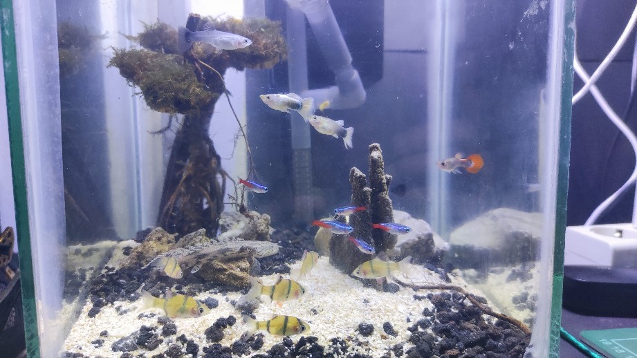 Neon Tetra Size Sm