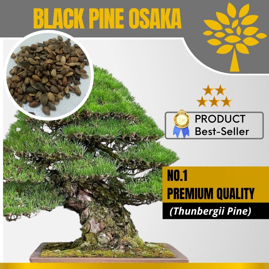 Biji Black Pine OSAKA | BONSAI LANGKA