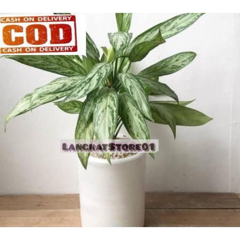 Aglonema Silver Queen