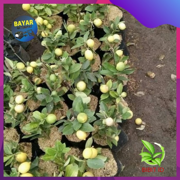 Bibit Jeruk Lemon Lokal Kondisi Berbuah