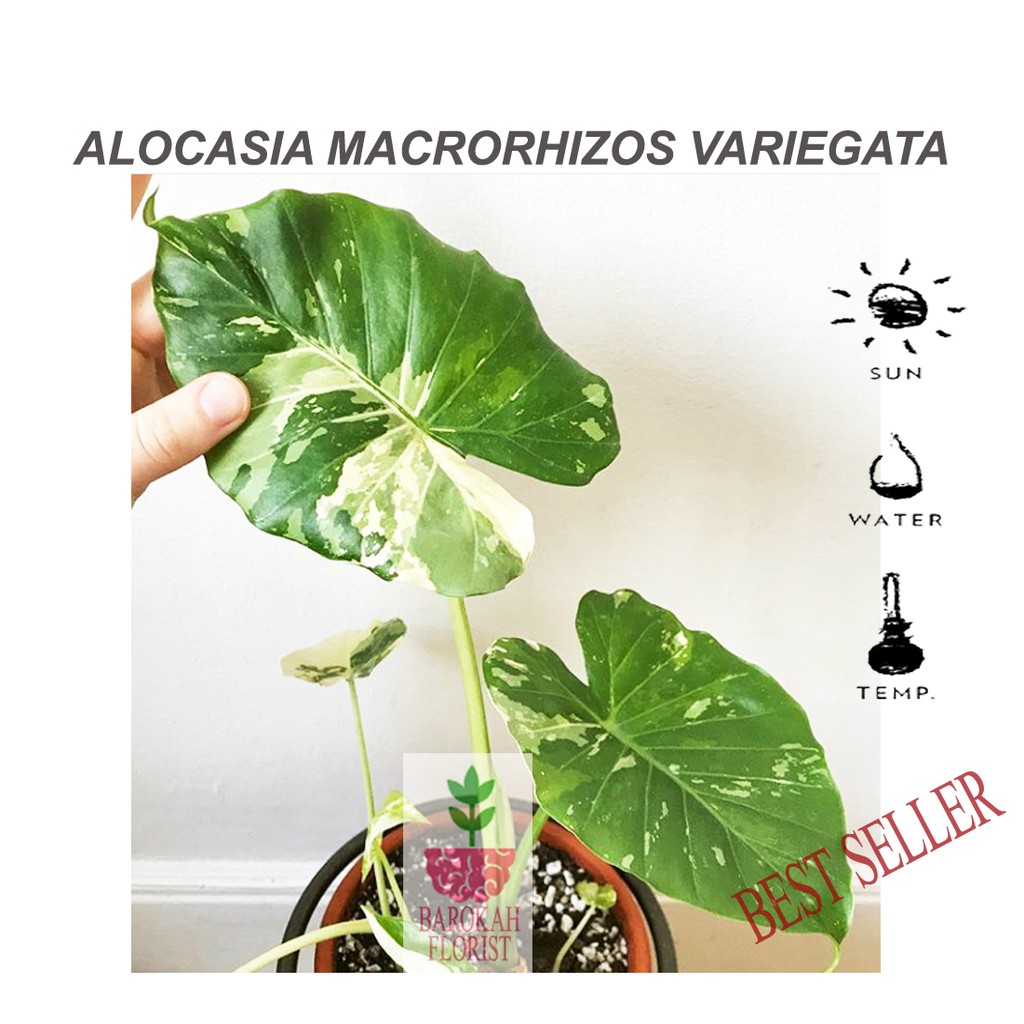 Tanaman alocasia macrorhizos atau sente  variegata  Shopee 