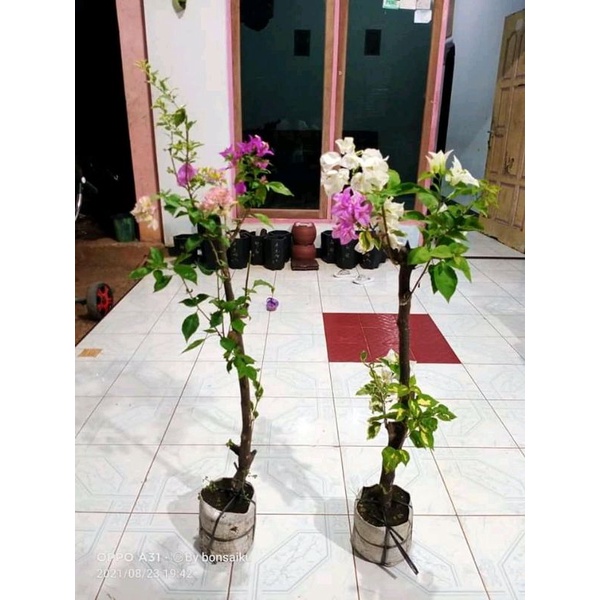 Bibit Bugenvil 3 warna