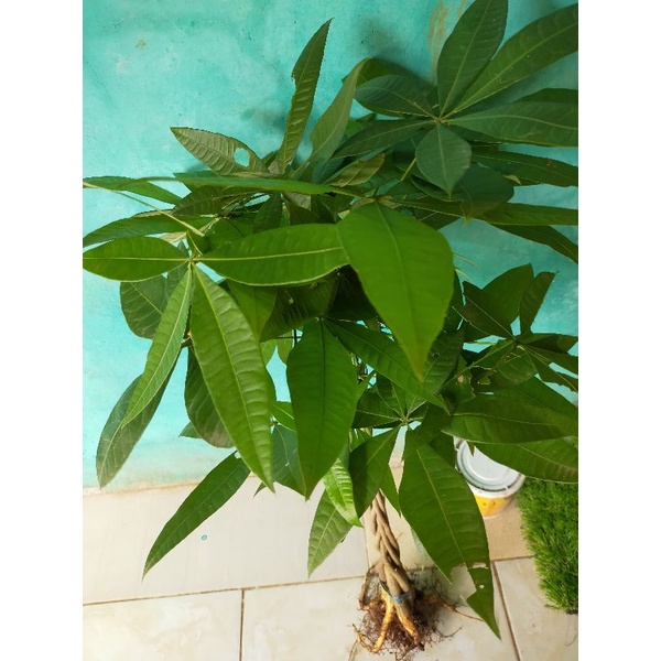 Tanaman hias pachira kepang 6 tinggi 30-50cm